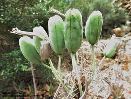   Fruits:   Aloe maculata ; Photo by South Australian Seed Conservation Centre, used with permission
